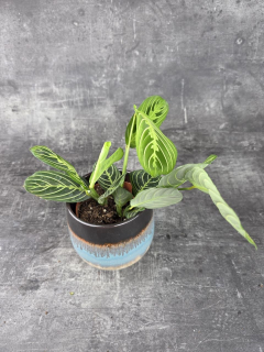 Marantha Leuconeura Lemon Lime 12 cm